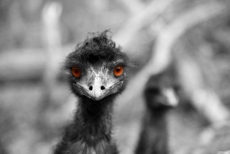 Australia, Cleland, Wildlife park
