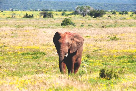 brown elephant