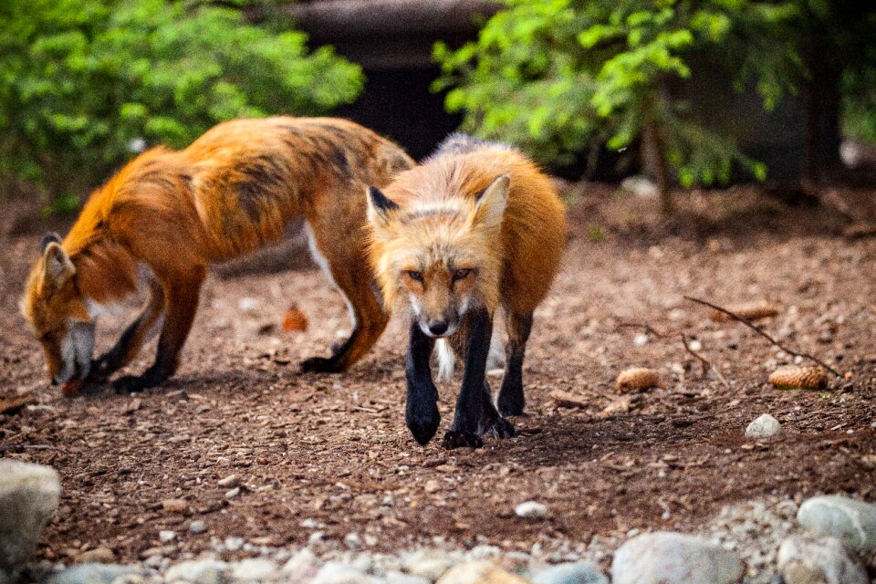 Wild wild animal forest animal