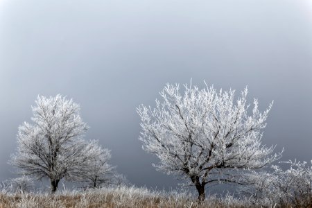 white tree plants on gray sky during daytime photo