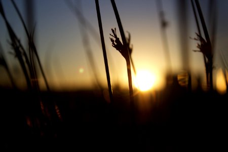 selective focus photography of grass photo