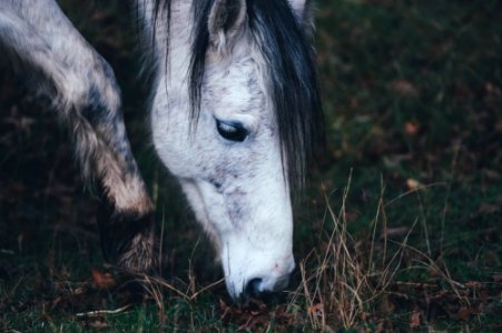 white and black horse eating grass photo