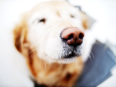 selective focus photo of tan and white dog nose photo