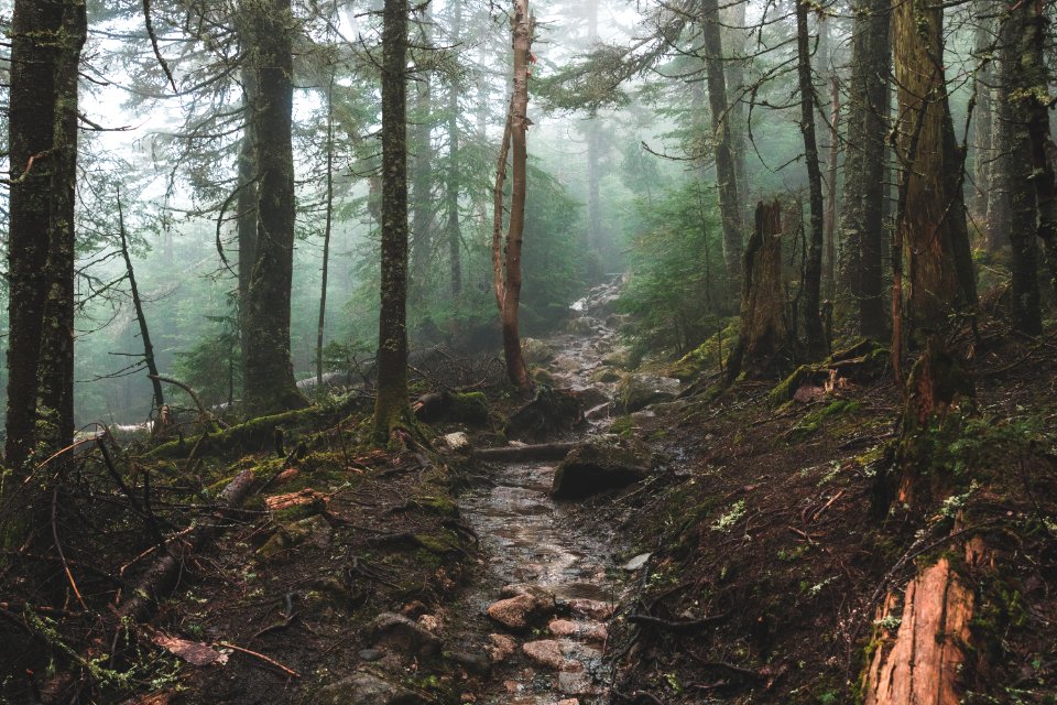 forest during daytime