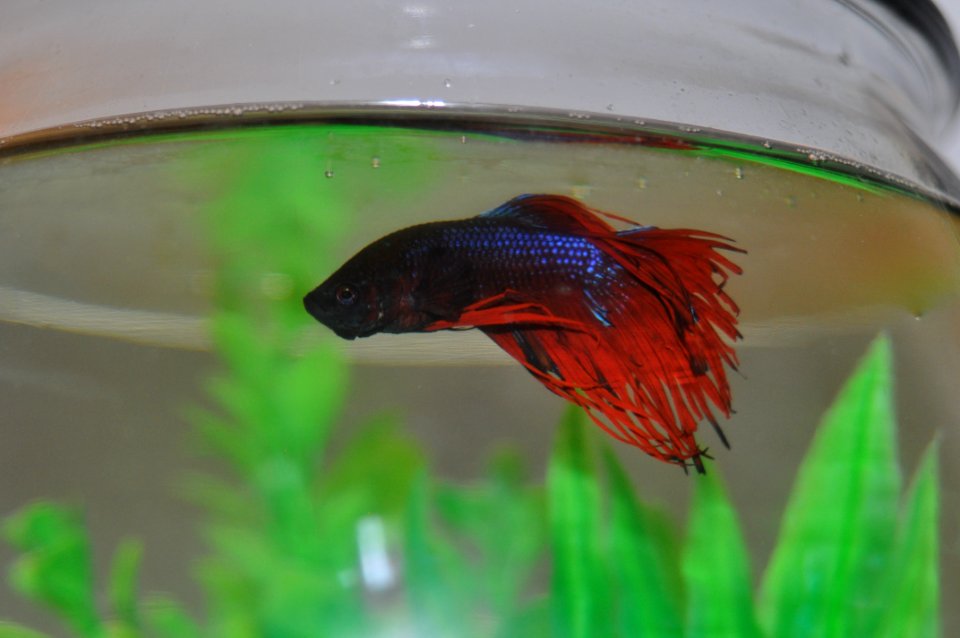 Aquatic, Fish, Beta fish