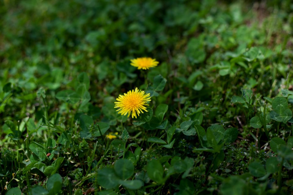 Memphis, United states, Flowers