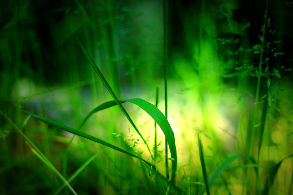 Green blade of grass plant
