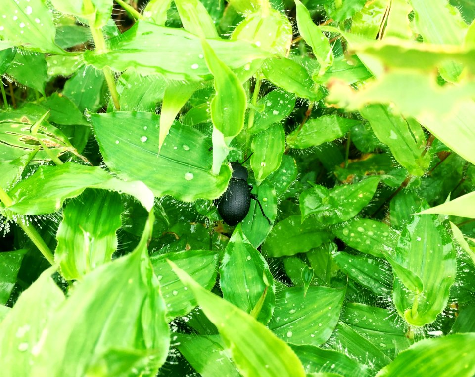 India, Sinhagad fort, Pune