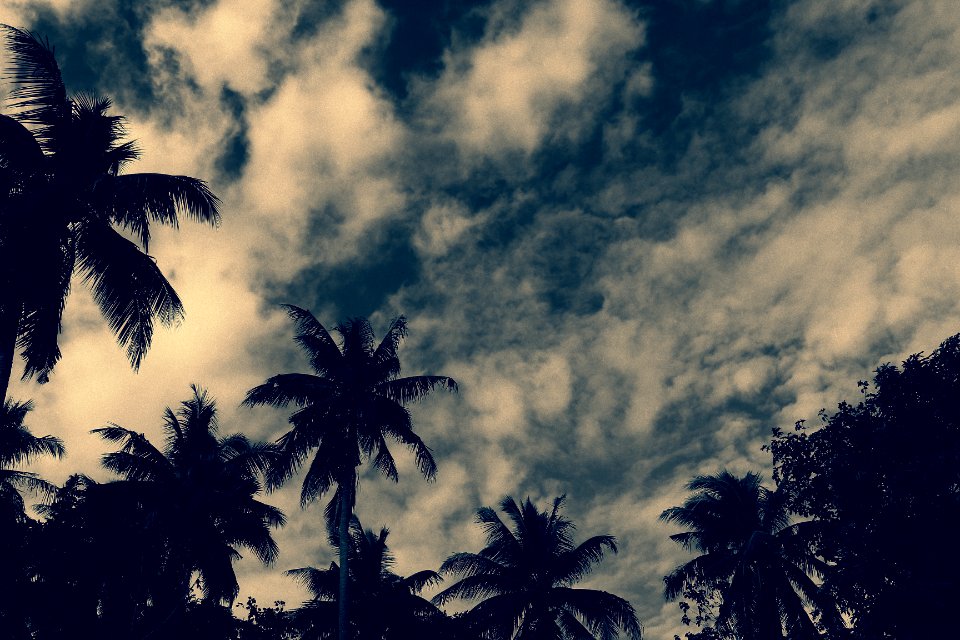 Philippines, Bicol, Trees