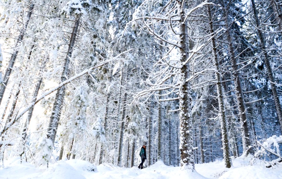 person standing between the trees