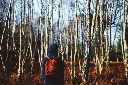person standing in front of forest photo