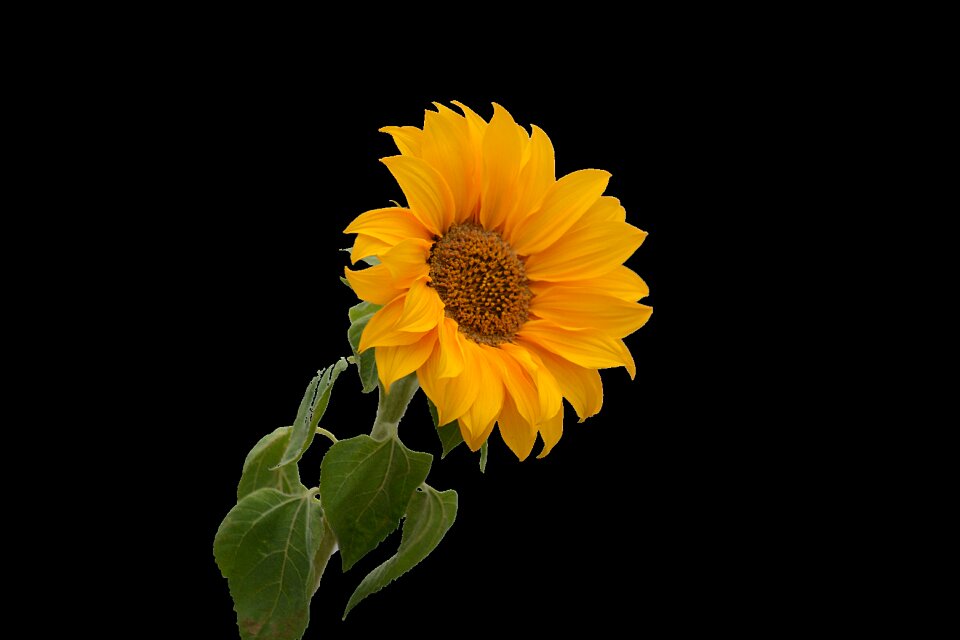 Petal big flower sun