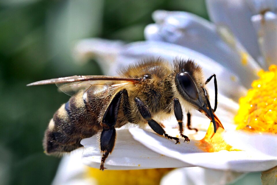 Close up insect honey bee photo