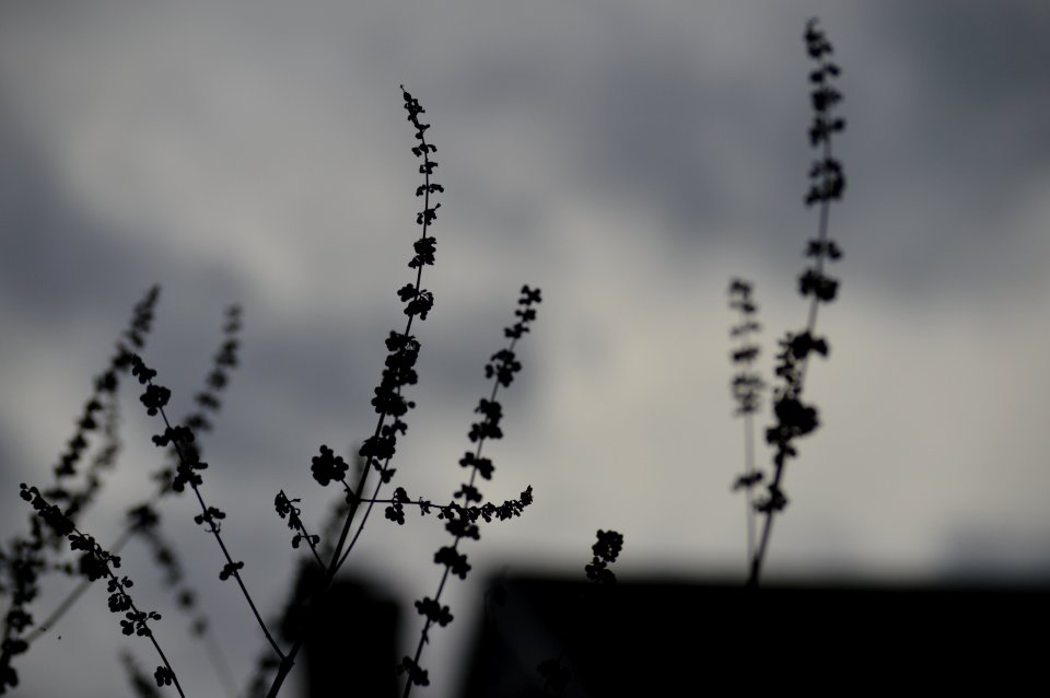 Branch, Leaf, Leaves