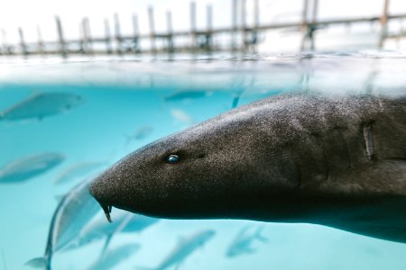 gray fish closeup photography