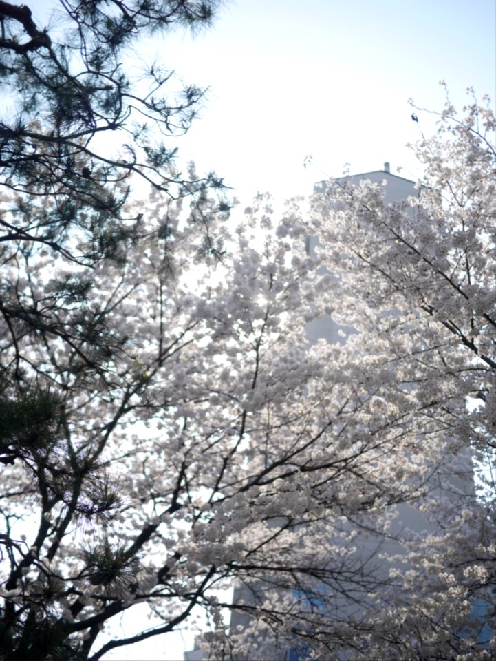 Ils, Onggu, Goyangsi