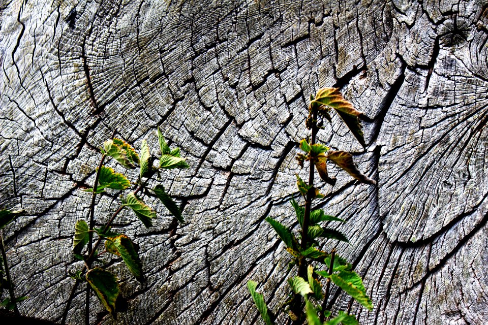 Texture, Tree