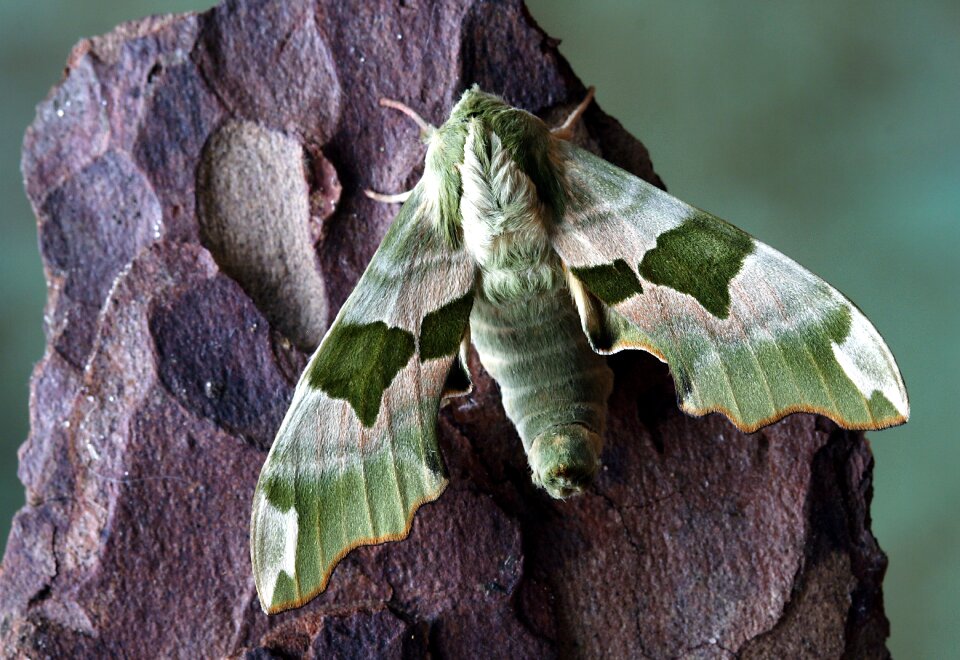 Sphingidae wings hawk-moths