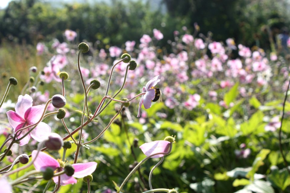 Mells, United kingdom, Buds