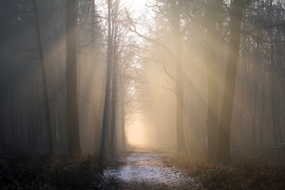 Trees nature morgenstimmung photo