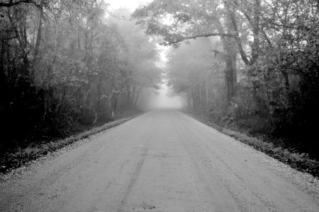 Sterlington, United states, Trees photo