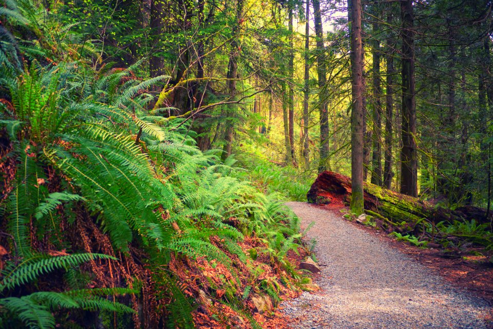 Quarry trail, Coquitlam, Canada