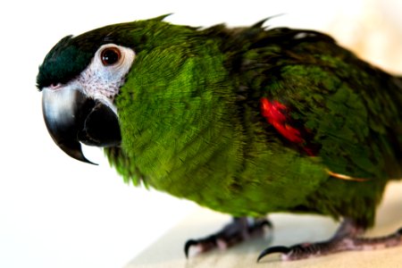 Close up, Bird, Pet