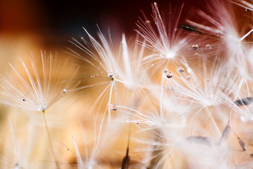 white dandelion in close up photography