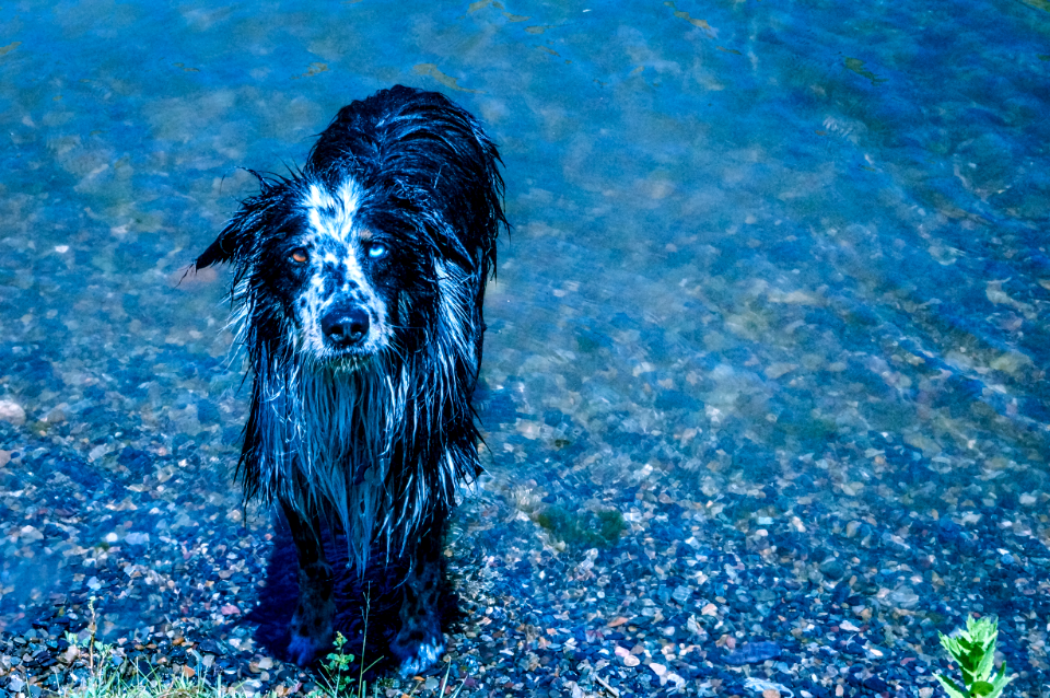 Canyon ferry lake, Border collie, Montana