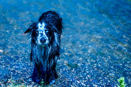 Canyon ferry lake, Border collie, Montana