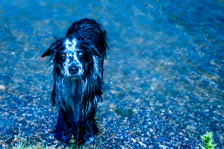 Canyon ferry lake, Border collie, Montana photo