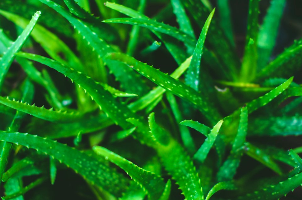 Lombok, Indonesia, Plants