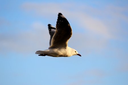 high-speed camera tilt-shift lens photography of white bird in flight photo