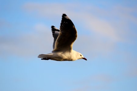 high-speed camera tilt-shift lens photography of white bird in flight