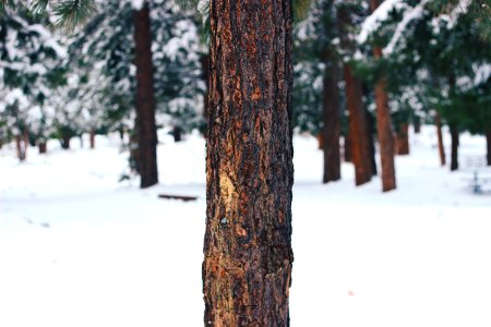 selective focus photography of tree bark photo