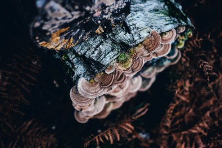 bracket mushroom on tree log photo