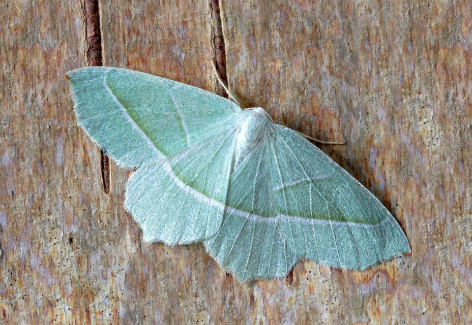 Lepidoptera leaf invertebrate