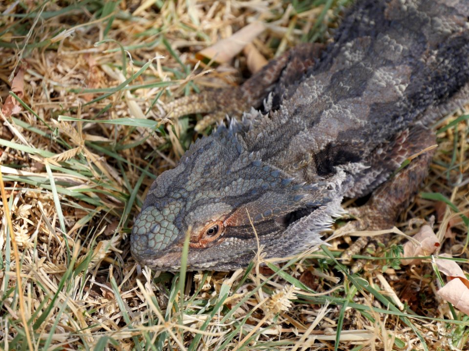 Mellow, Looking at you, Lizard