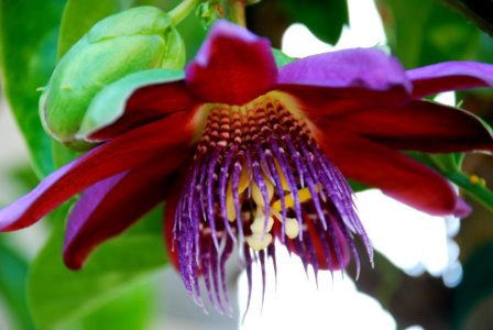 Newport beach, United states, Flowers