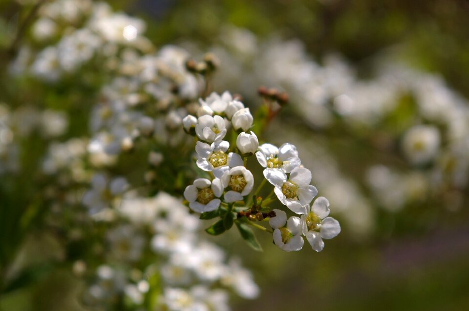 Close up nature bush