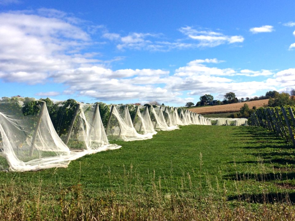 Frost, Vineyard, Sky