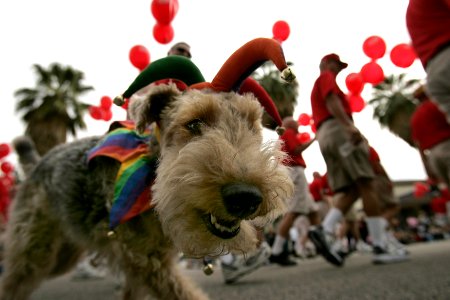 Caleb laieski, Cute dog, Fancy dog photo