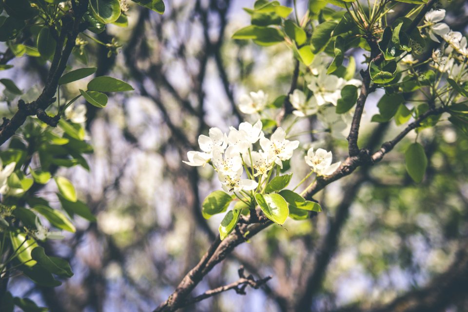 white flowers