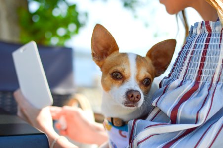 shallow focus photo of Chihuahua