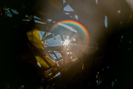 Rainbow sunflare shines through blades of grass and plant leaves