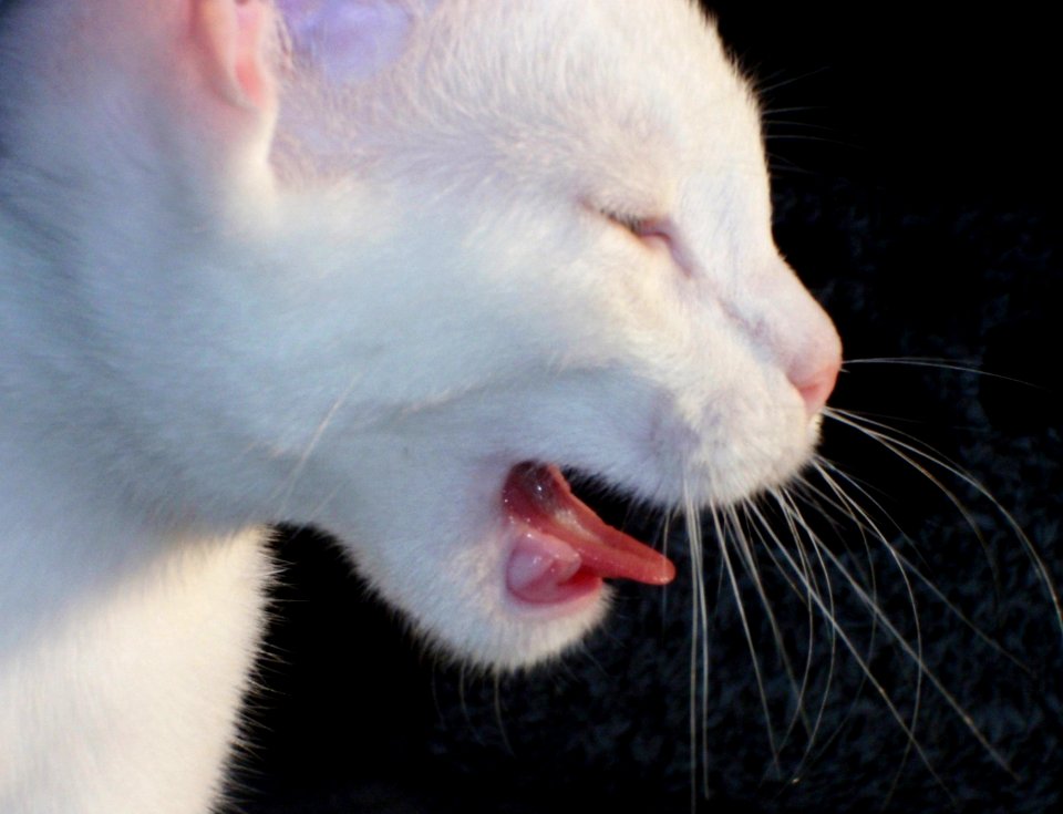 Animal, Feline, Pink