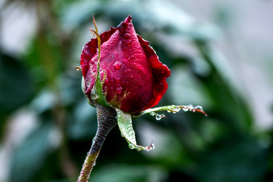 red rose in bloom during daytime