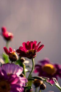 Flowers, Roma, Italia