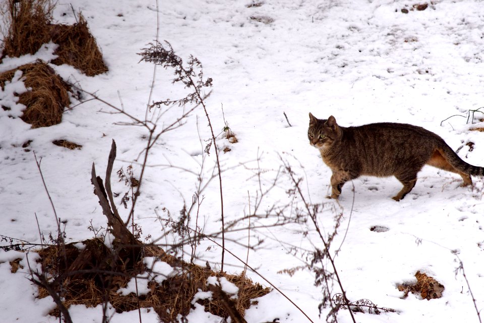 Winter, Snow, Cat
