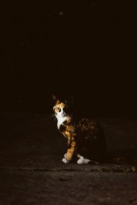 cat sitting on floor